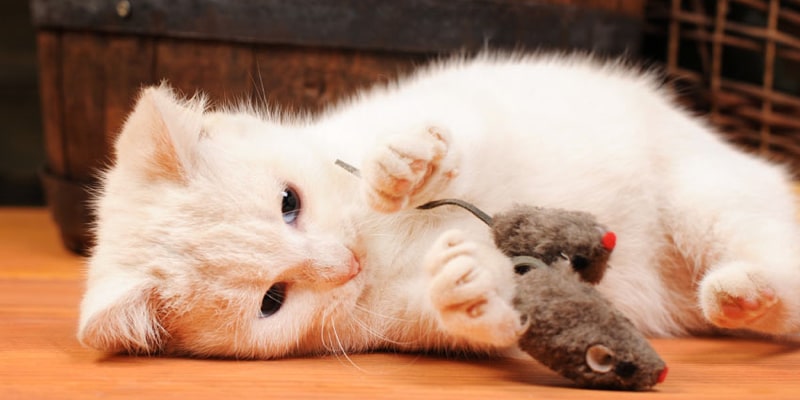 Chat qui joue avec une souris pour chat