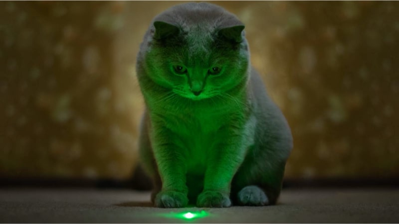 Chat qui joue avec un laser pour chat
