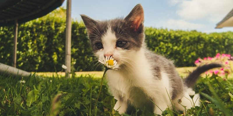 Le félin le plus mignon