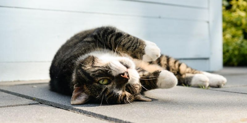 Un chat c'est bon pour la santé