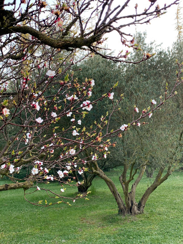 Apricot Grove, Spring Scent