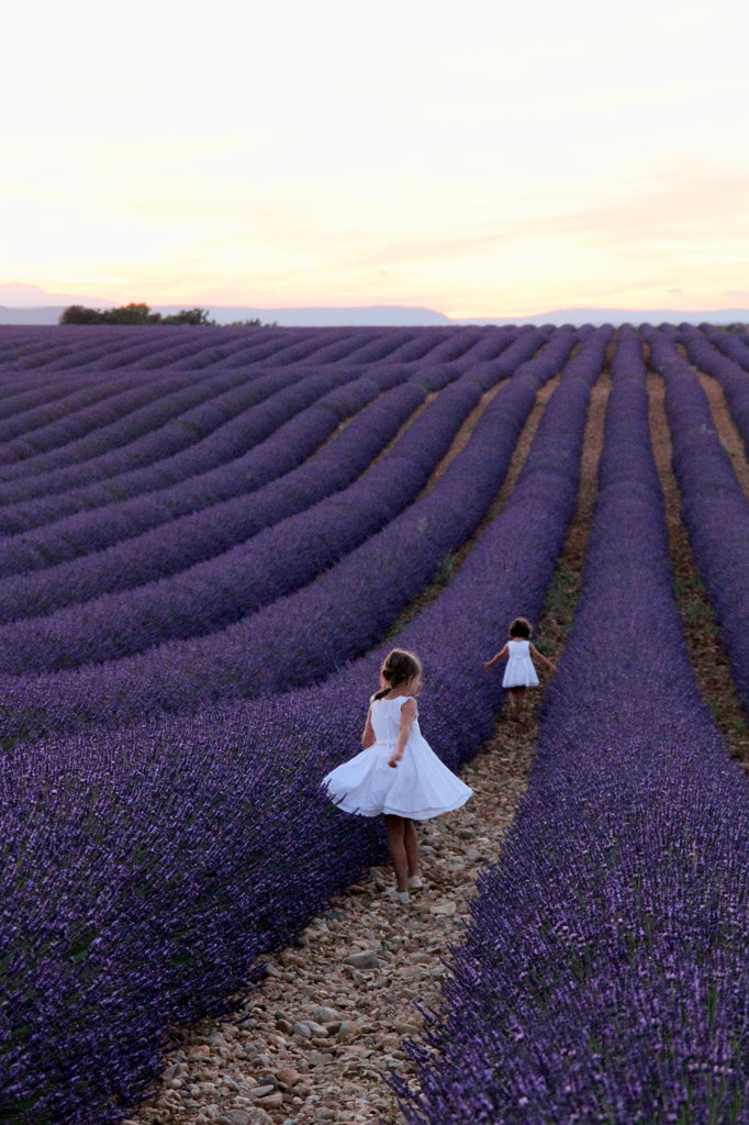Journey to Provence's Lavender Fields – CouleurNature