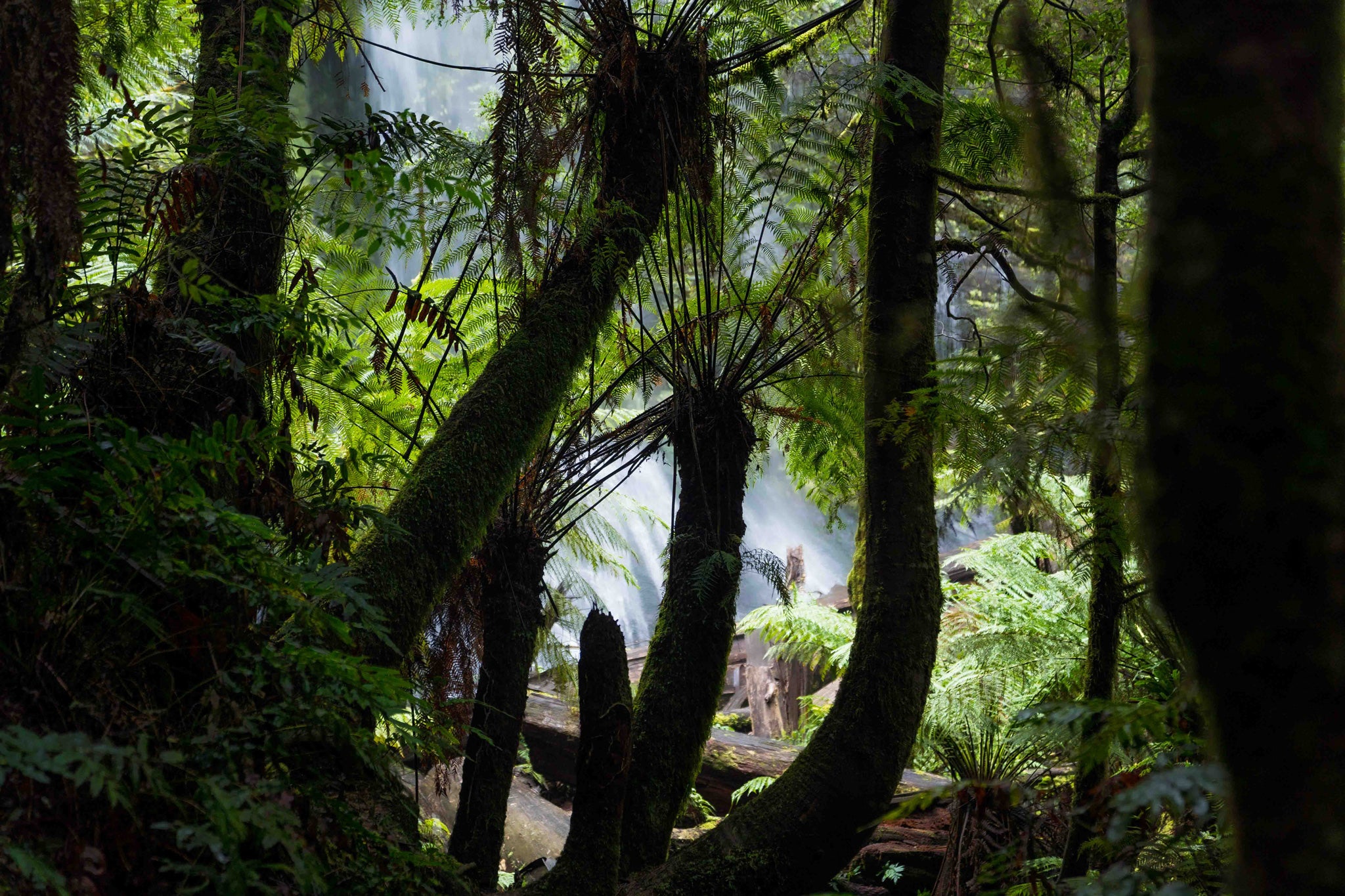 Marriott Falls Bushwalk 2022