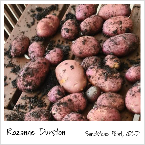 Rozanne from Sandstone Point in Queensland shows off her great looking potato crop