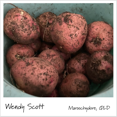 Wendy Scott customer review of the potato bags from Aussie Gardener showing her harvest