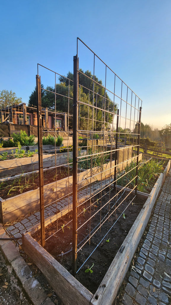 Steel mesh trellis for growing beans or cucumbers