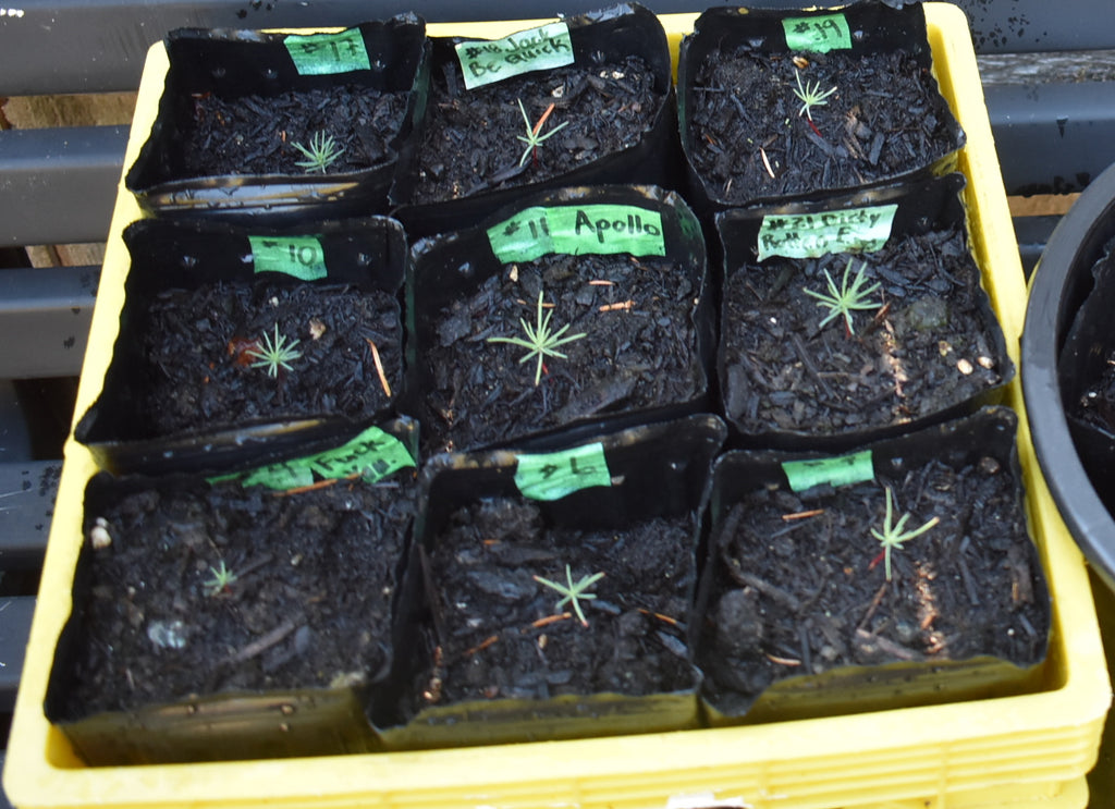 Multiple germinations sprouting