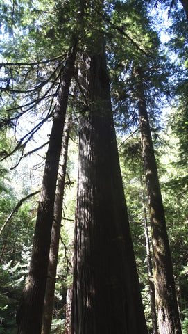 western redcedar