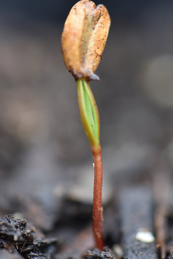Sequoiadendron giganteum sproutling