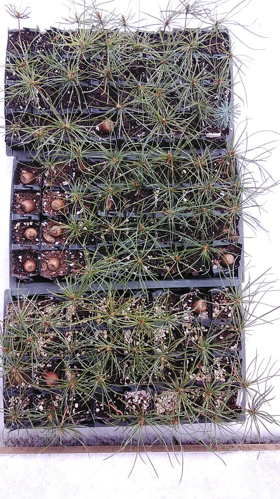 Korean pine grow tray