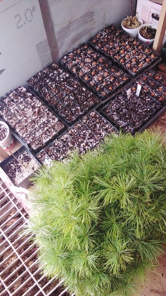 Growing trays