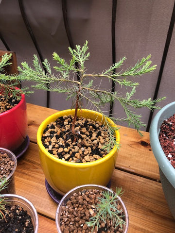 Sequoiadendron giganteum seedling 1
