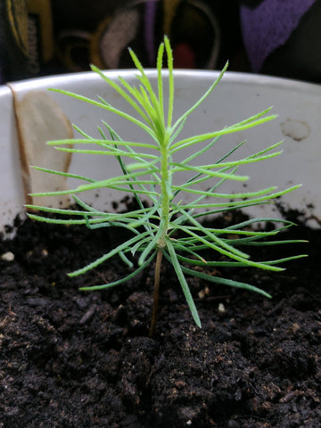 norway spruce seedlings for sale