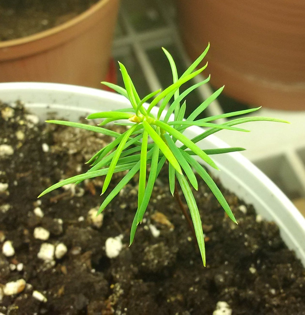 doug fir seedlings