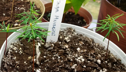 doug fir seeds