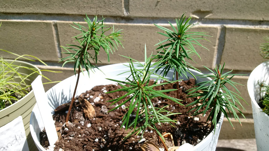 doug fir seeds