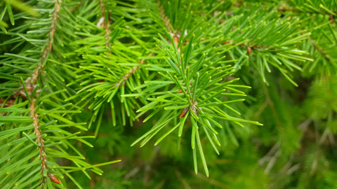 doug fir seeds