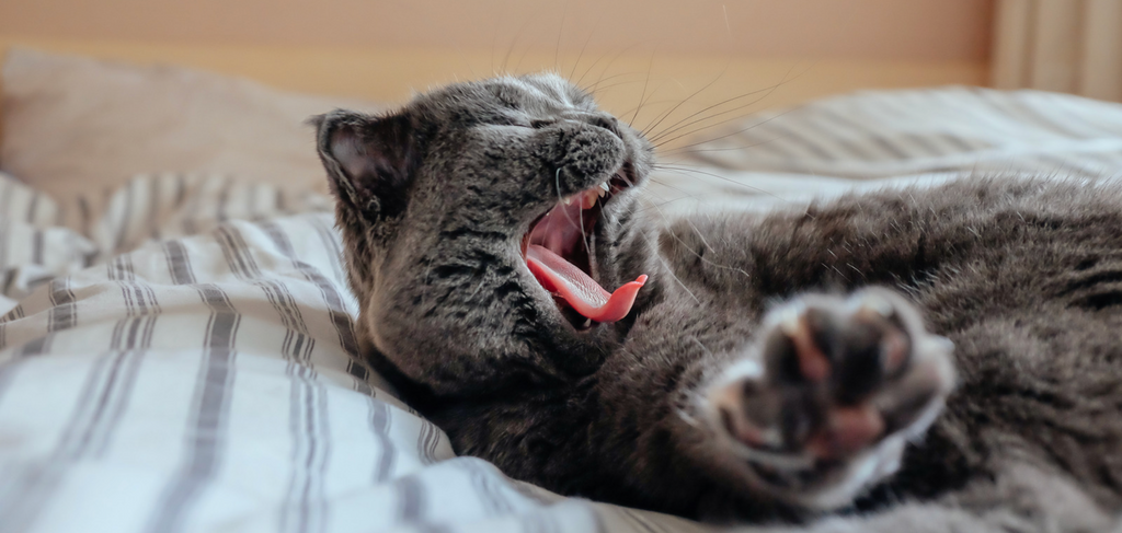 Image of cat laying on bed