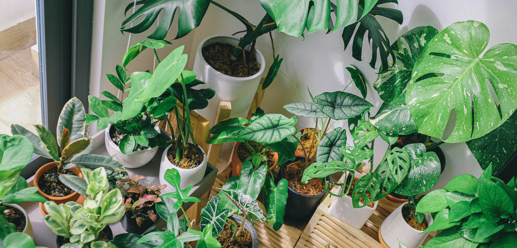 Image of indoor plants