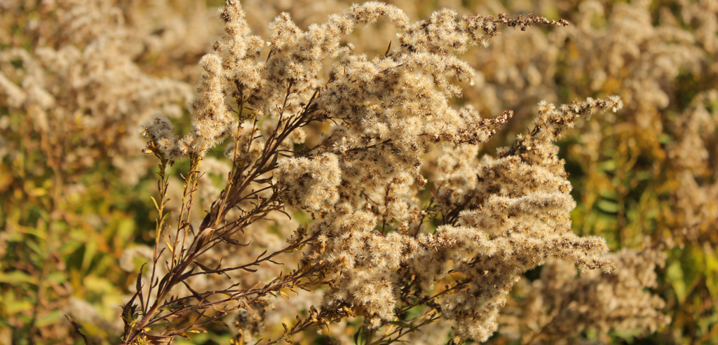 Image of ragweed - a common fall air pollutant that causes allergies