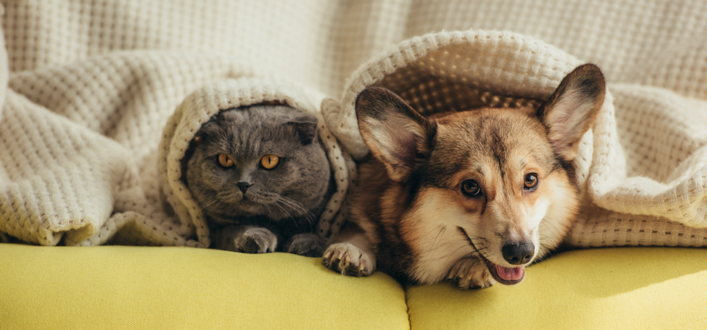 Cat and Dog under Blanket on Couch