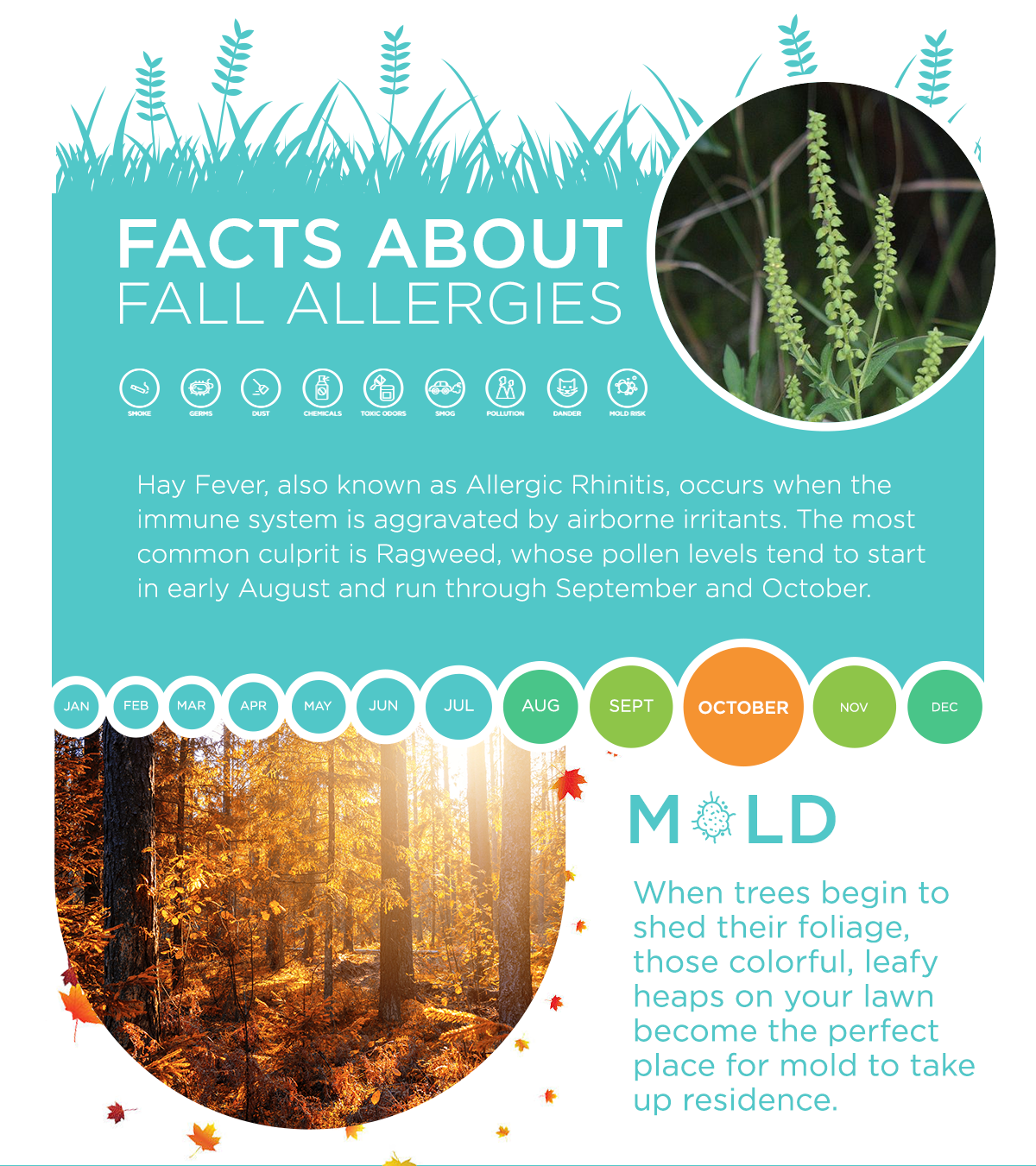 Wynd | Facts About Fall Allergies - Find allergy relief with Wynd home purifiers and personal purifiers.