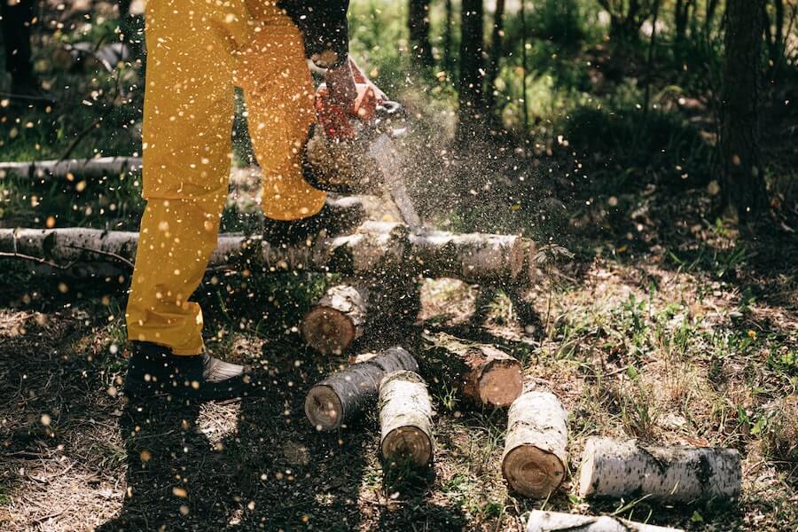 sawdust from chainsaw