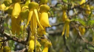 The astonishing benefits of the Laburnum Tree - Tabex Cytisine