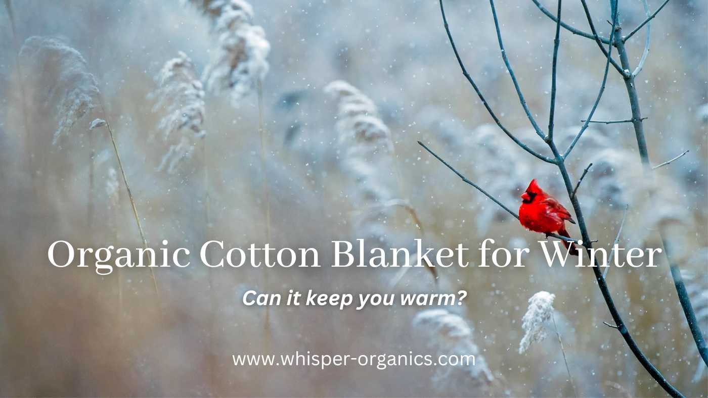 Whisper Organics  Organic cotton blanket for winter