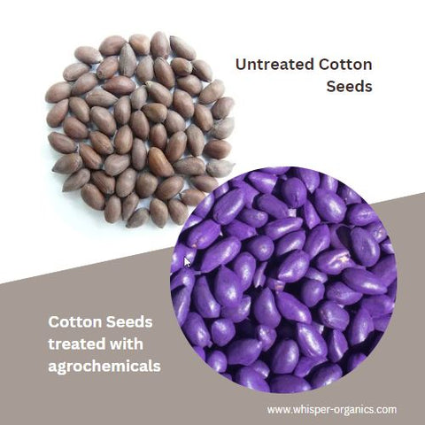 organic-cotton-seeds-versus-regular-cotton-seeds