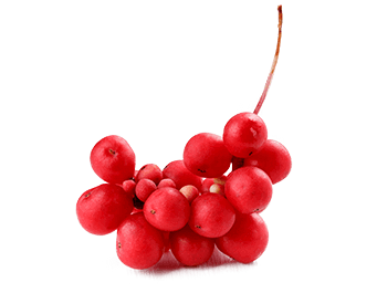 Schisandra Berries
