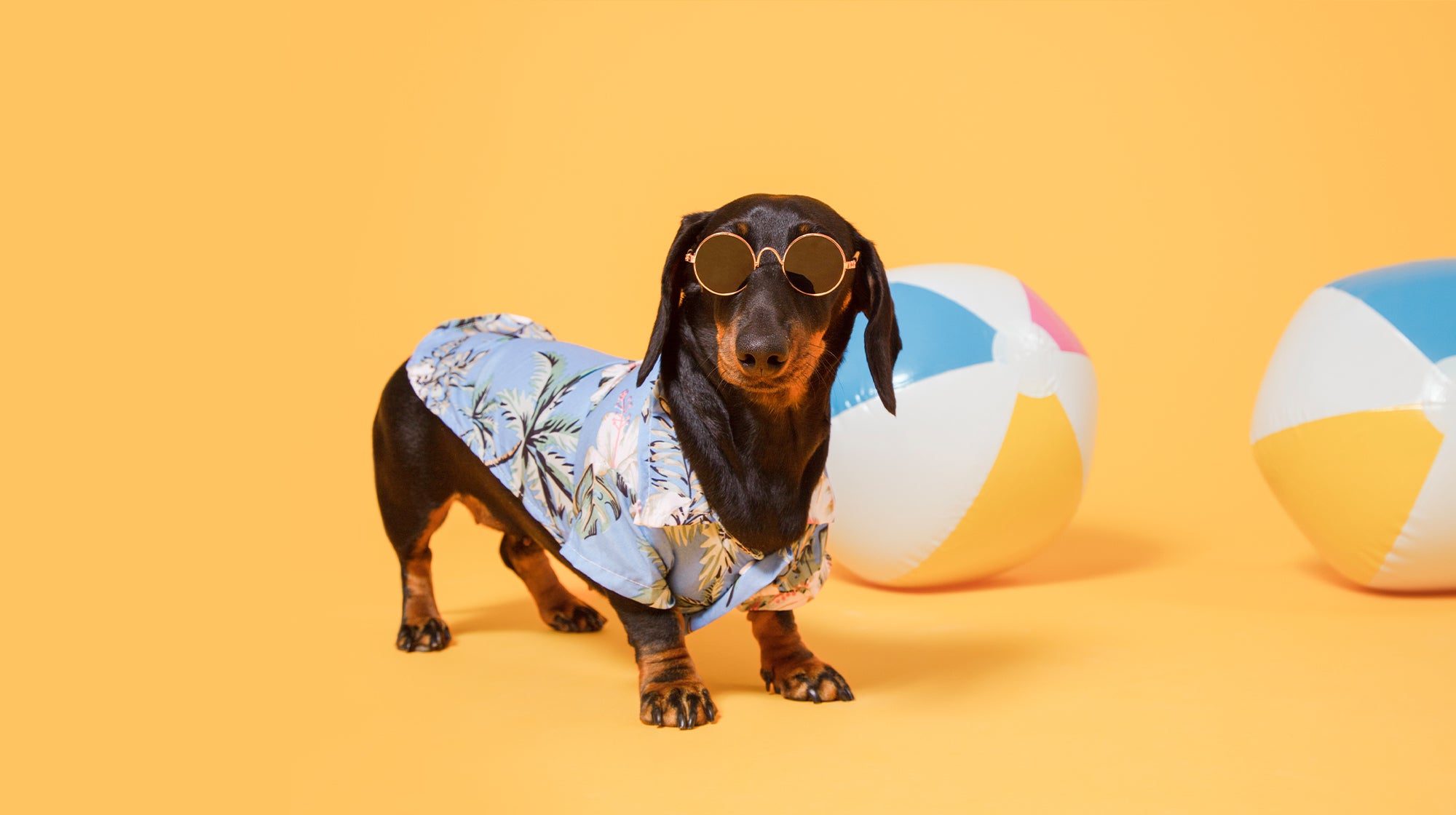 A dachshund dog with a Hawaiian shirt on, with beach balls, against a yellow background