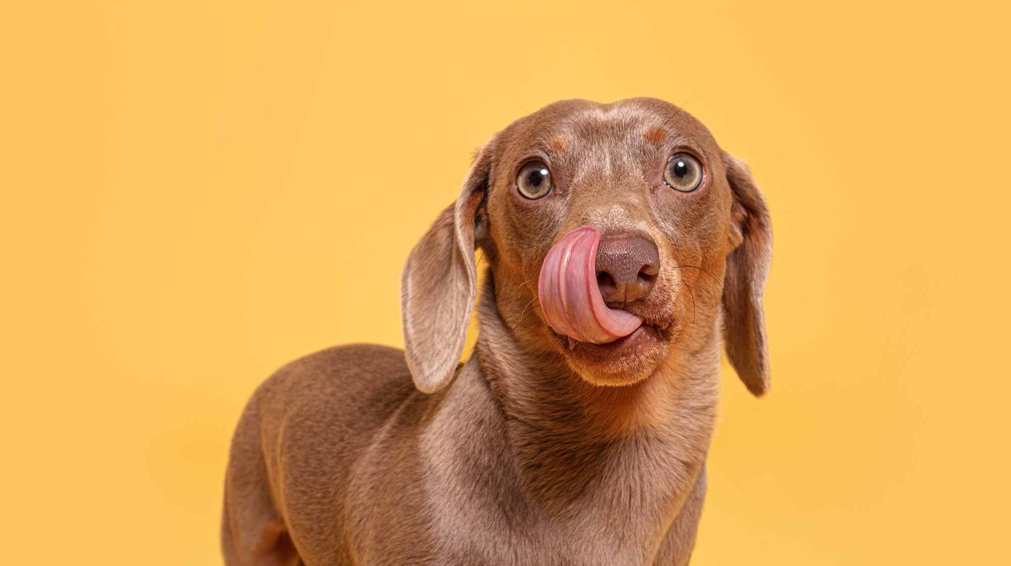 Brown Dachshund dog licking its lips, against a yellow background