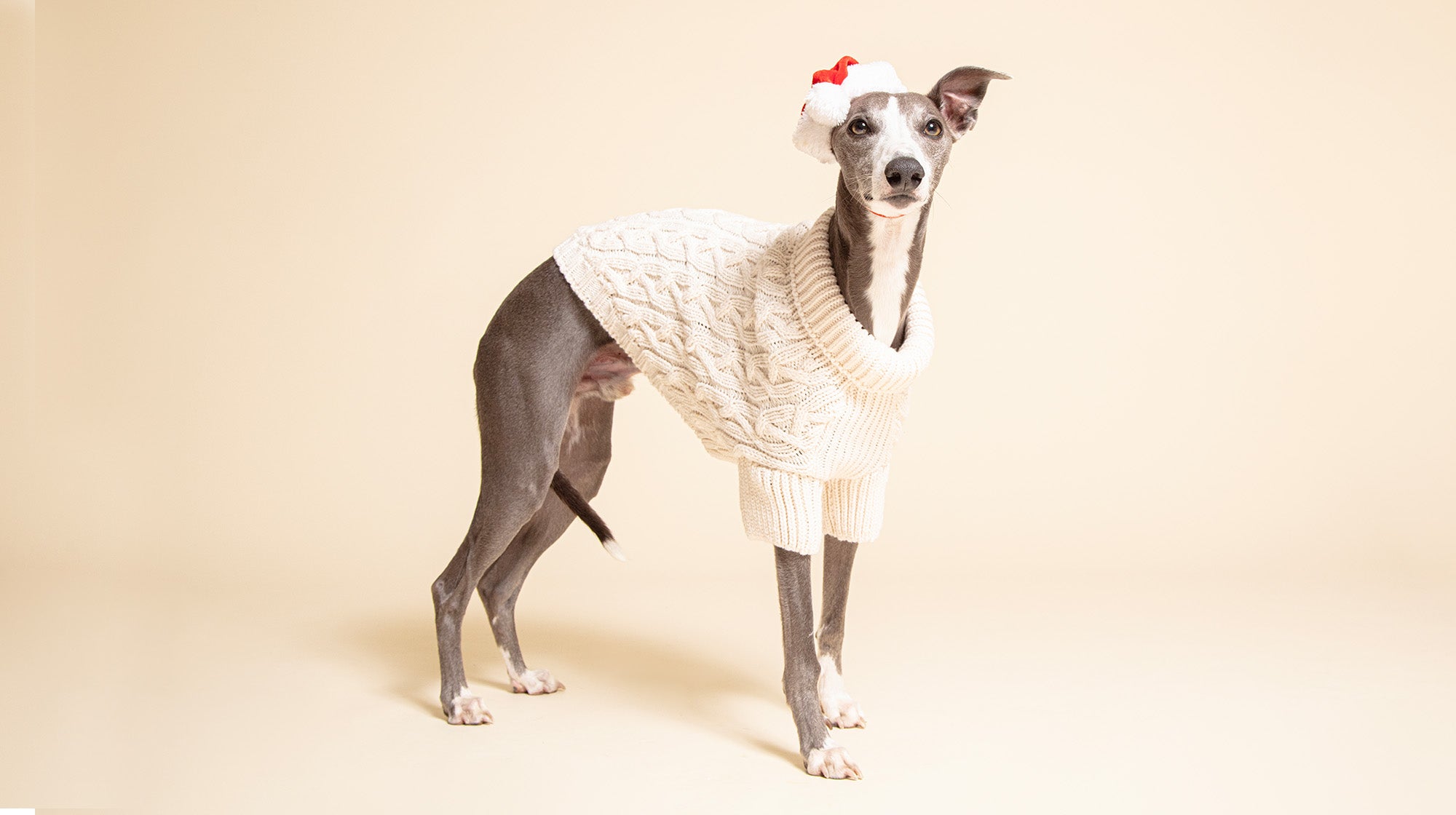 A Whippet dog in a knitted beige jumper, with a tiny Santa hat on its head, against a beige background
