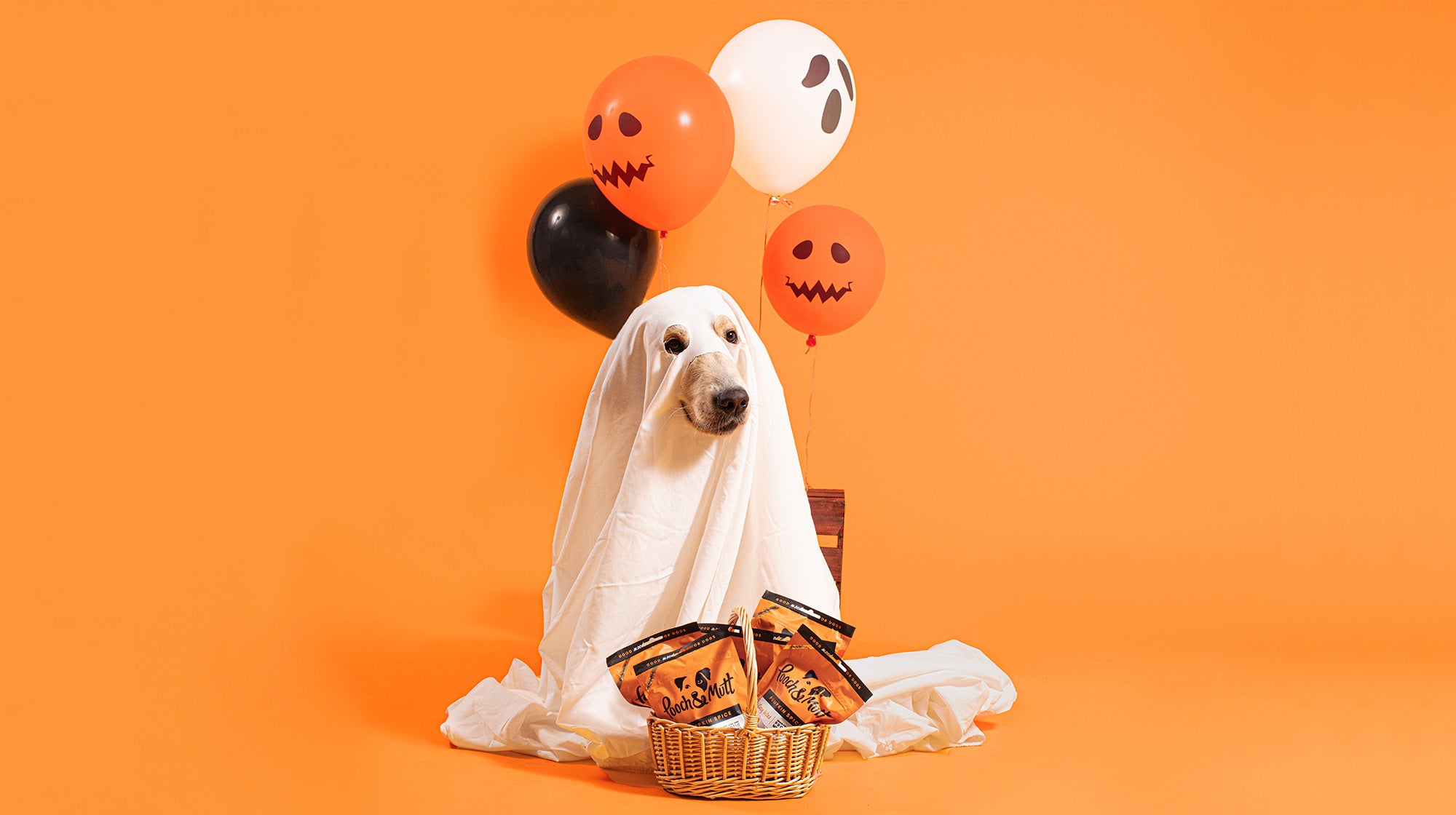 A dog dressed as a ghost with a sheet over it, with some Halloween balloons against an orange background