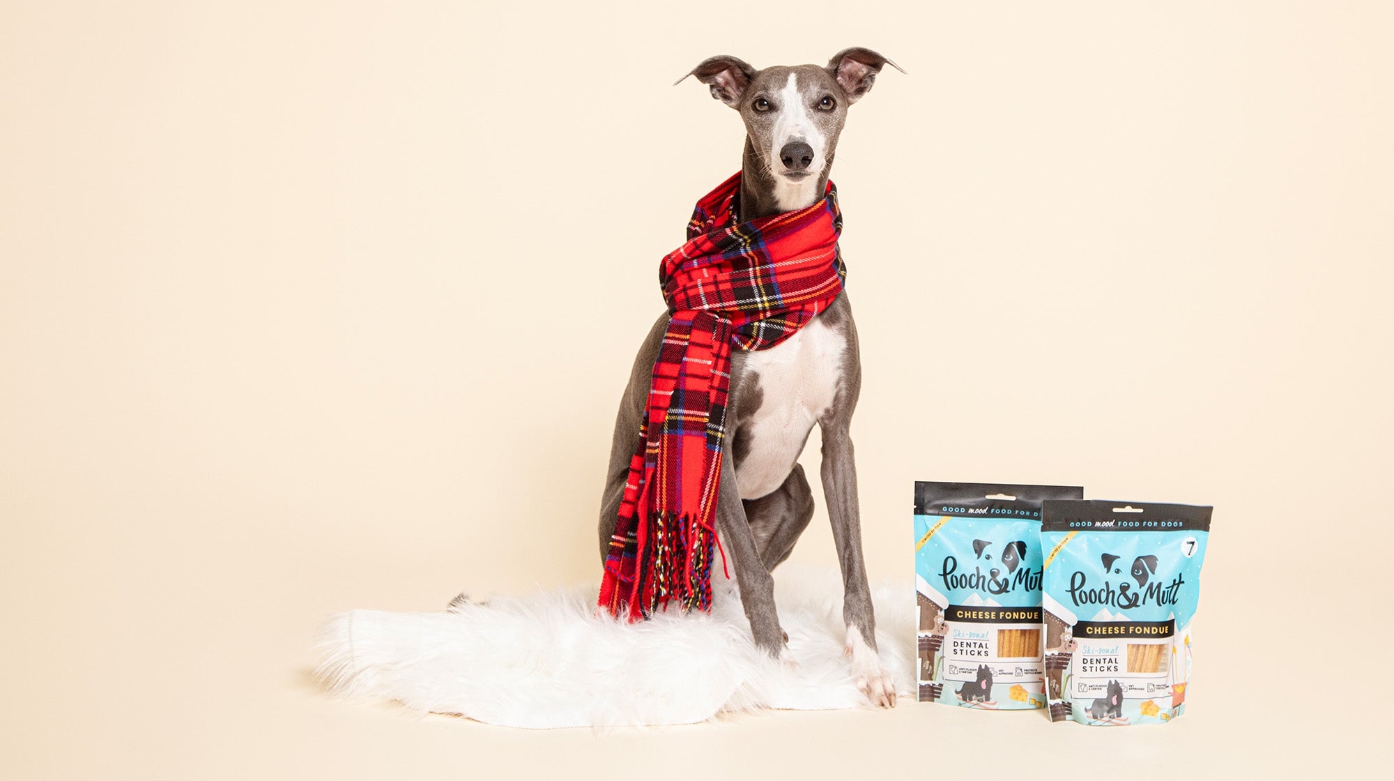 A grey and white whippet, wearing a red tartan scarf, with our Christmas Cheese Fondue Dental Sticks, against a beige background