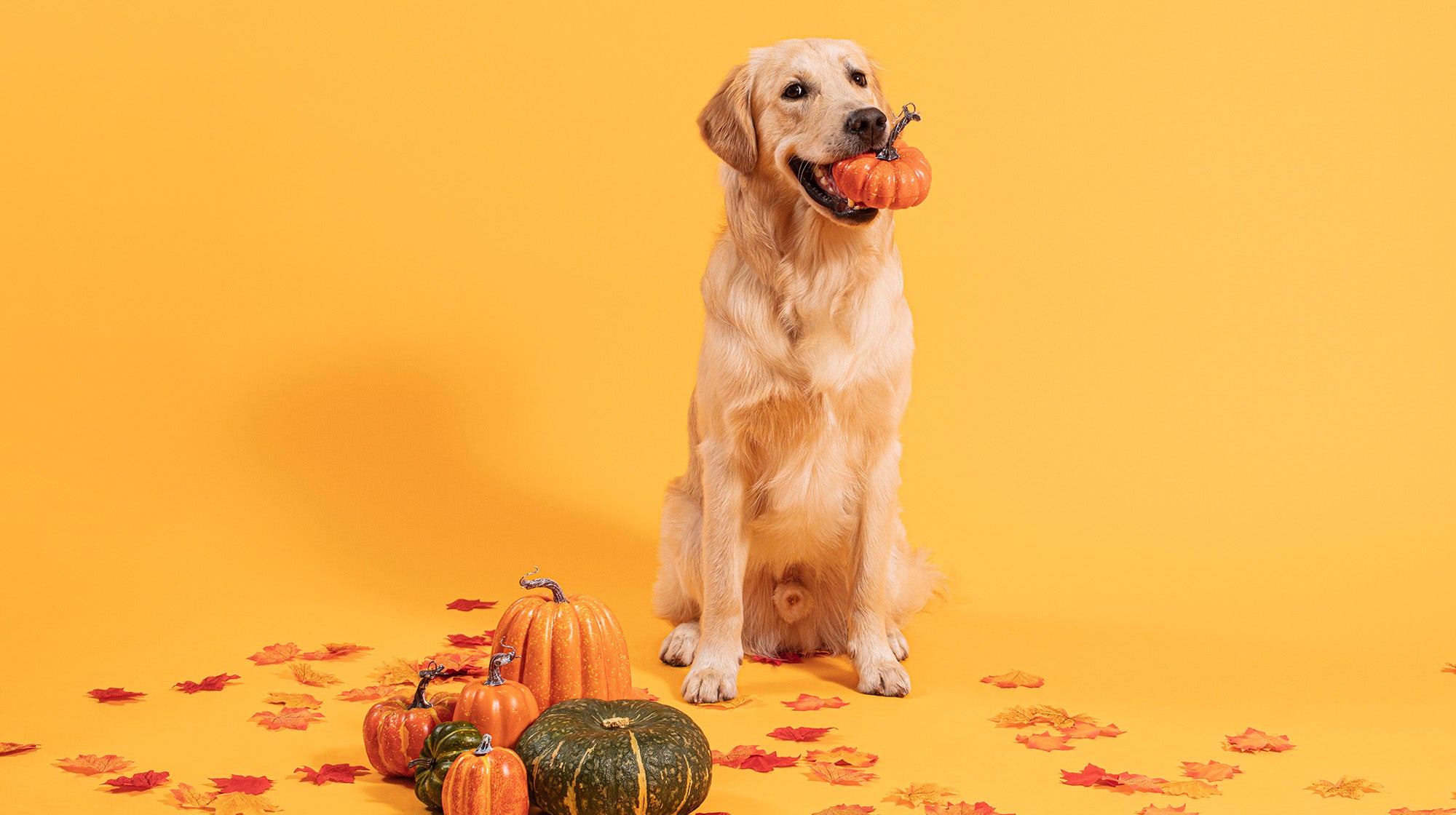 A golden Labrador, with a small pumpkin in its mouth, surrounded by pumpkin and squash, against a pale yellow background
