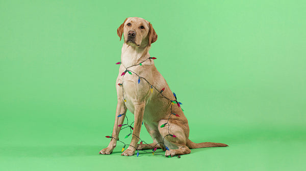 A golden Labrador with coloured Christmas trees around it, against a pale green background