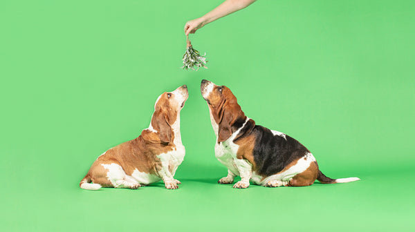 Two Basset Hound dogs, kissing under the mistletoe, against a pale green background