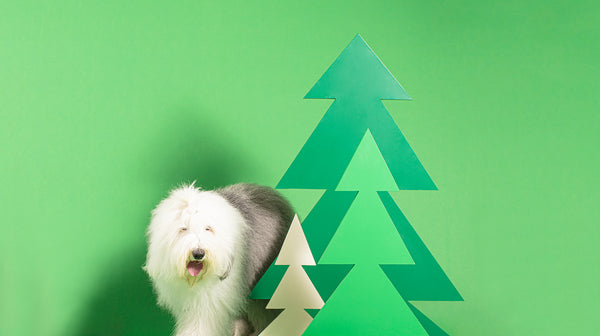 An Old English Sheepdog next to a Christmas tree cardboard cut-out, against a green backround