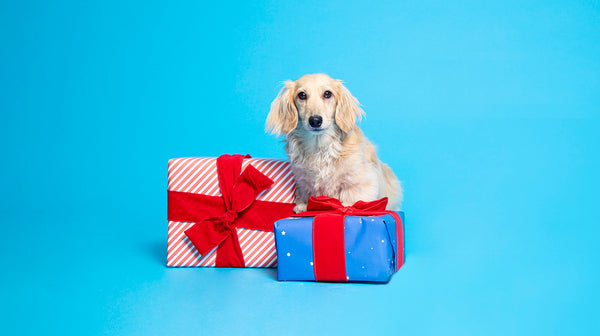 A small golden coloured dog with 2 wrapped presents, against a bright blue background