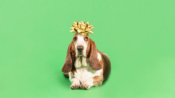 A Basset Hound dog with a gold present bow on its head, against a pale green background