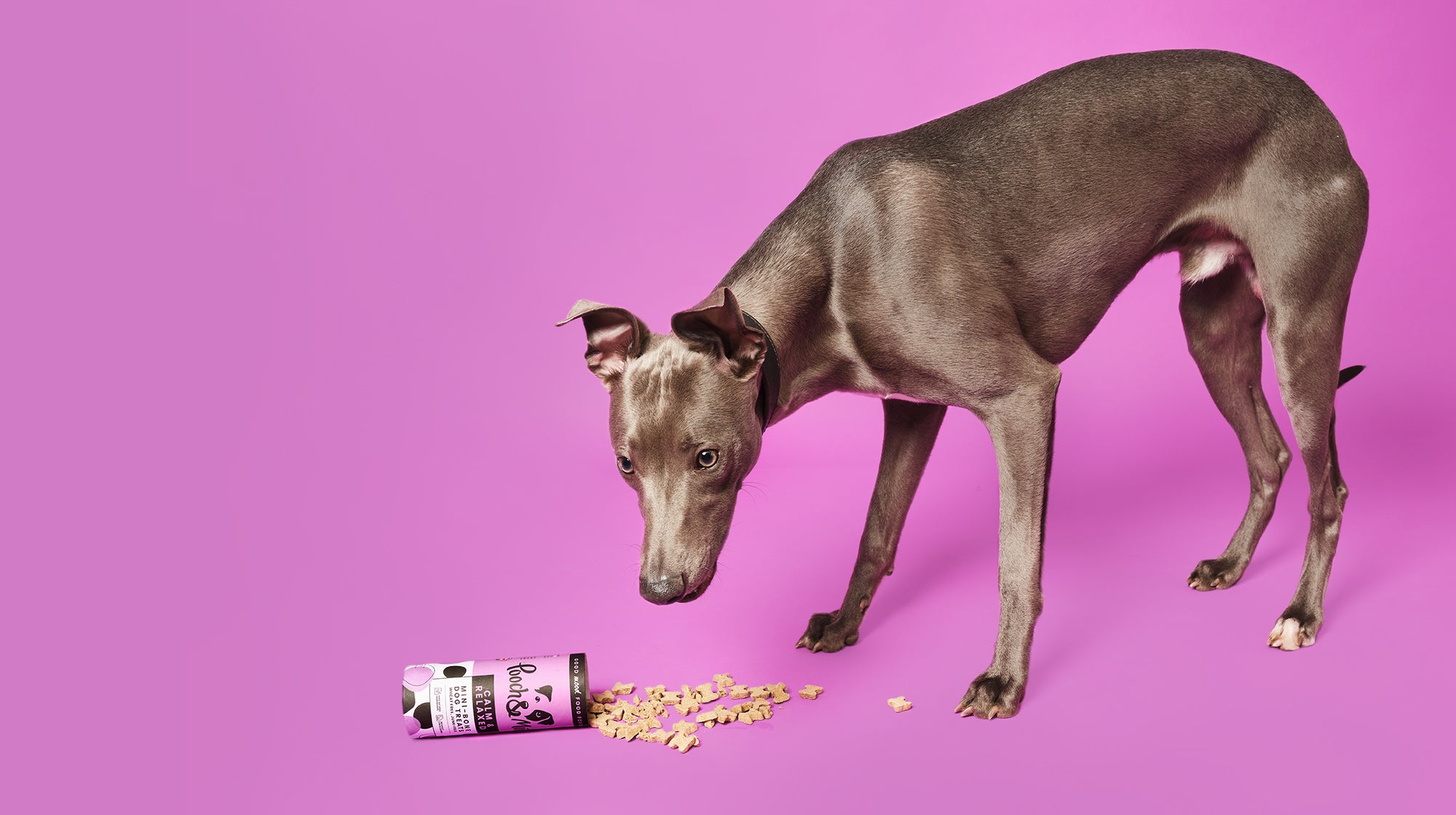 A grey dog with Pooch & Mutt calming treats on the floor in front of it, against a purple background