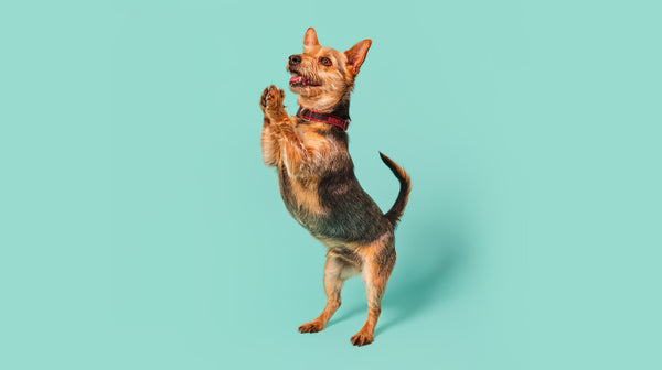 A Yorkshire Terrier dog, jumping up, against a mint green background