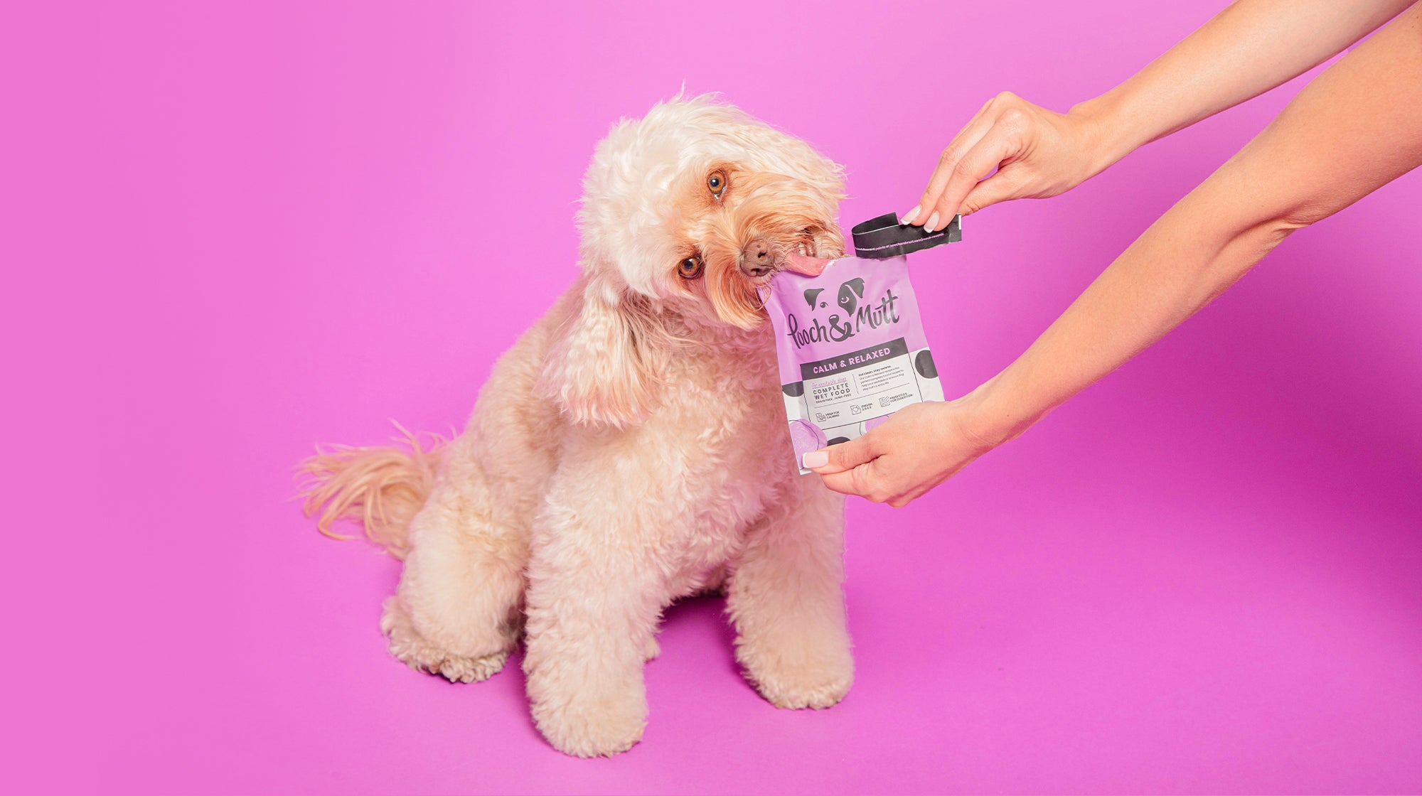 A cream curly-haired dog, being fed a treat from Pooch & Mutt's Calm & Relaxed Meaty Treats pack, against a pale purple background