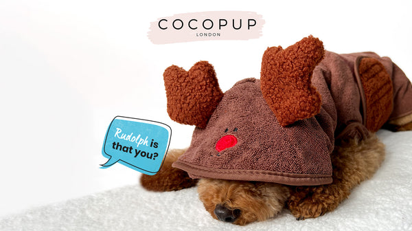 A light brown curly-haired dog, laid down, wearing a Cocopup Reindeer Drying Robe. There's a speech bubble coming out from the side saying "Rudolph, is that you?"