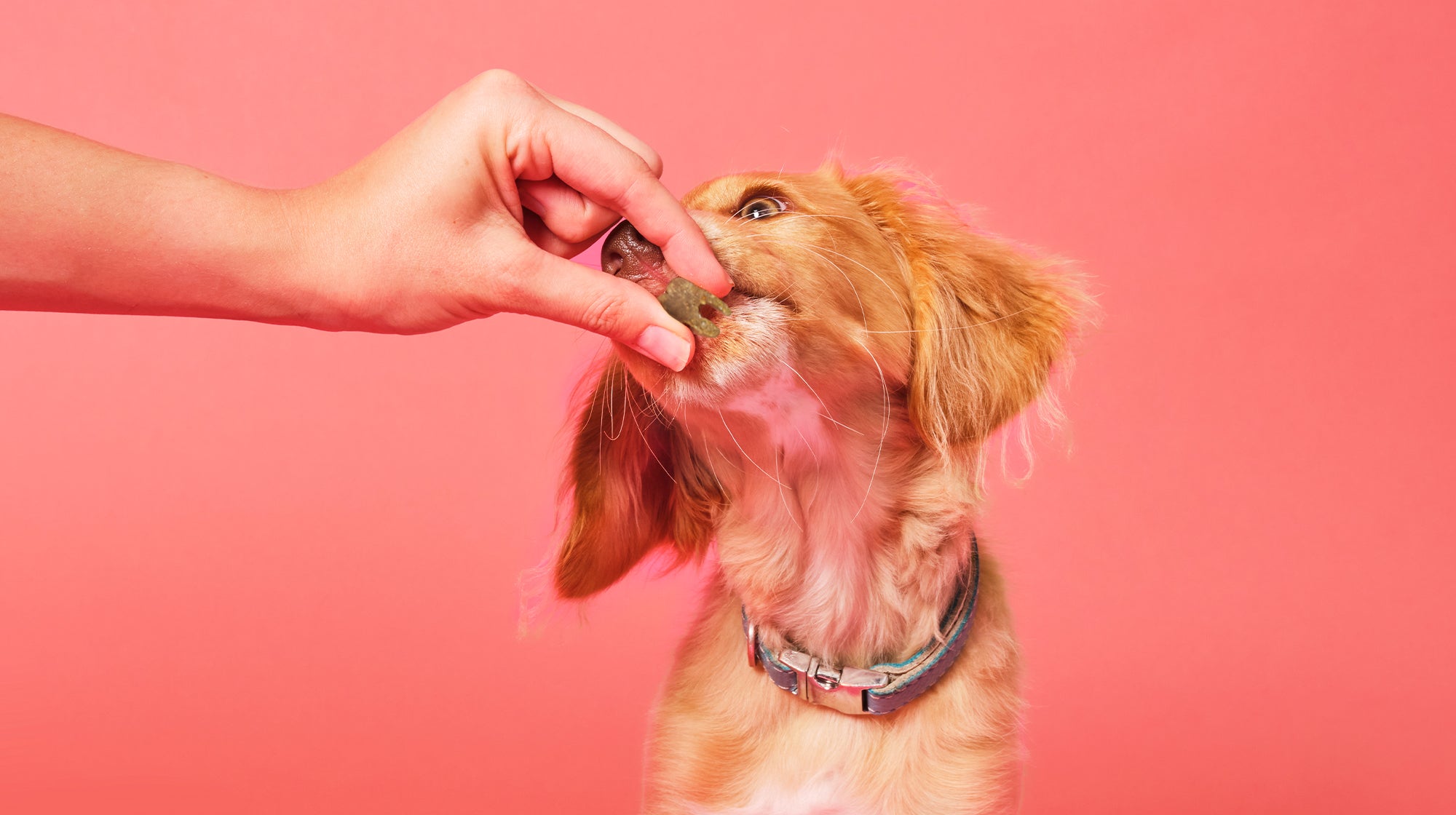 A golden coloured cocker-mix puppy, taking a treat, against a salmon pink coloured background