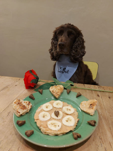 A dark brown spaniel wearing a Pooch & Mutt bandana, with a pooch friendly pancake in front of it