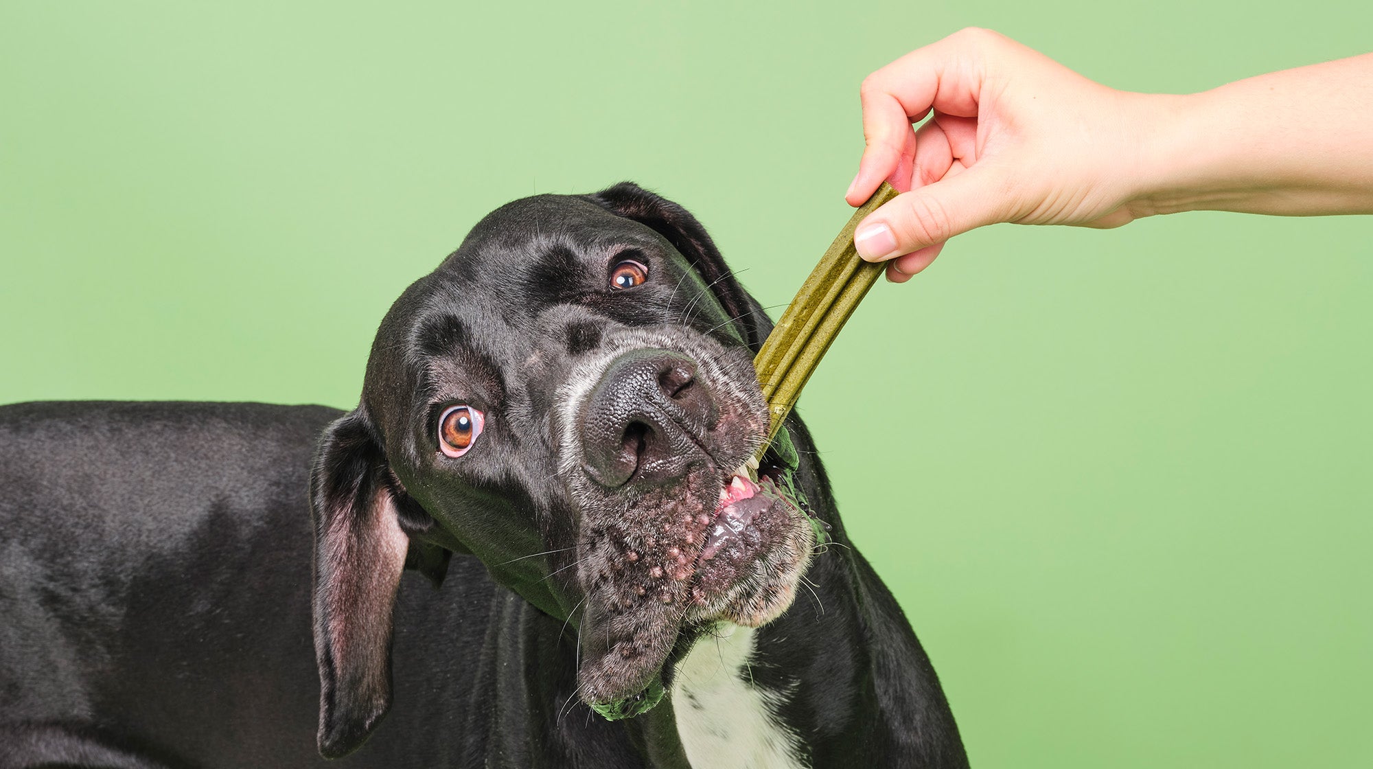 A black and white short haired dog, with a Pooch & Mutt Dental Stick, against a pale green background