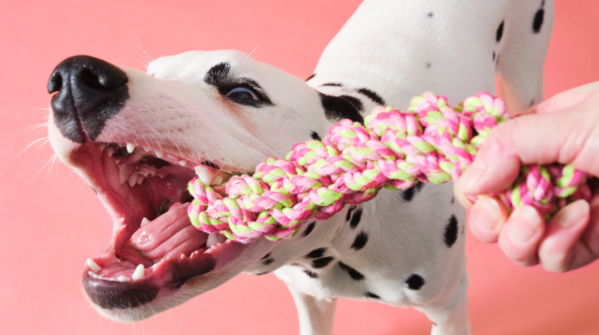 Dalmatian dog pulling on a rope tug toy, against a pale pink background